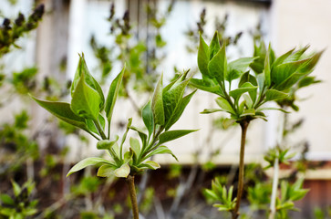 Beautiful lilac blossom.Flowering lilac tree.Fresh spring background on nature outdoors.Soft focus image of blossoming flowers in spring time.For easter and spring greeting  cards,banners