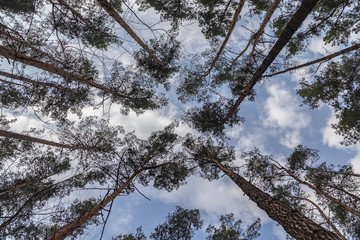 Morning walk through the woods in search of dream grass, the city of Boyarka. Kiev region. Ukraine. 03. 29. 2020