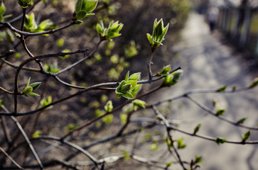 Beautiful lilac blossom.Flowering lilac tree.Fresh spring background on nature outdoors.Soft focus image of blossoming flowers in spring time.For easter and spring greeting  cards,banners