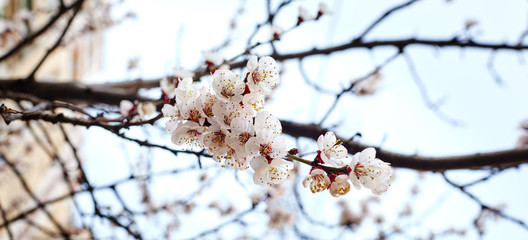 Beautiful white apricot blossom.Flowering apricot tree.Fresh spring background on nature outdoors.Soft focus image of blossoming flowers in spring time.For easter and spring greeting cards,banners