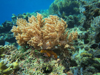 Fototapeta na wymiar The amazing and mysterious underwater world of Indonesia, North Sulawesi, Manado, soft coral