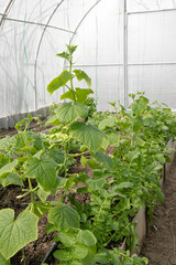 Concept: ecology, gardening, gardening, greenhouse, corn, crop production , agriculture. Cucumbers grow in the greenhouse.
