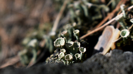 Flehcte, Cladonia, trichterförmige Fruchtkörper in der Sonne