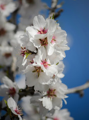 Almond trees in Ibiza, Spain