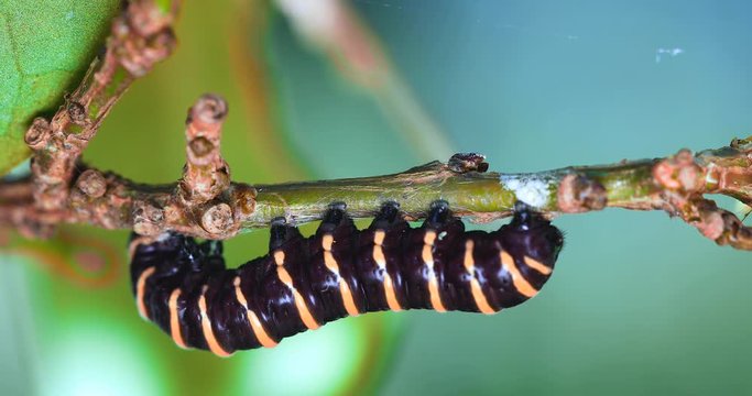 Methona themisto caterpillar eating leaves.