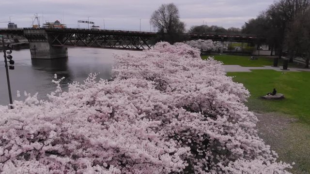 Aerial drone footage,  flying low above the cherry blossoms along the Waterfront in downtown Portland near The Burnside Bridge.