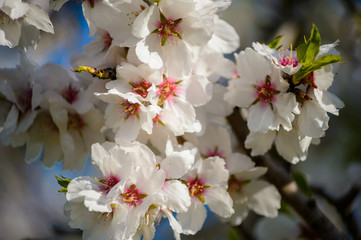 Almond Tree in Ibiza, spain
