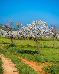 Fototapeta na wymiar Almond Tree in Ibiza, spain