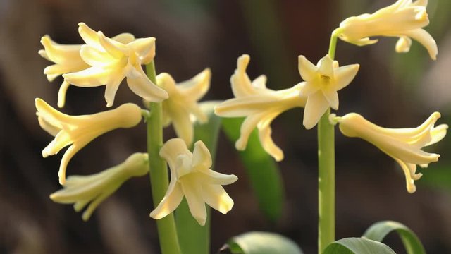 Yellow blooming hyacinths. Low angle. Beautiful spring background with copy space. Spring sunny day in the forest. Close up, shallow depth of the field.