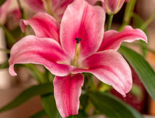 Fototapeta na wymiar dark pink lilium flower close up, strong bokeh