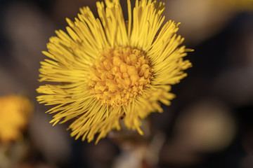 Yellow coltsfoot flower on a spring flowerbed
