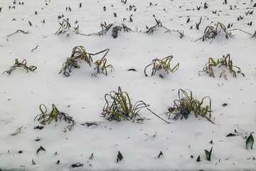 The long winter is coming. A flowerbed with plants covered with fresh snow