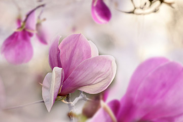 Tender blooms of pink magnolia flowers in a spring garden. A beautiful flower with delicate petals. Art photo.