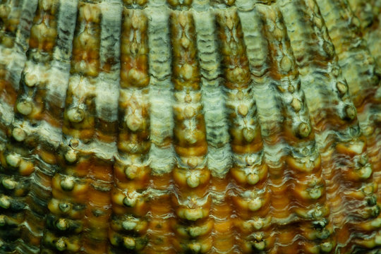 Abstract background closeup sea shell surface. Natural texture with parallel lines pattern.