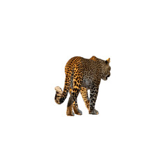 Rear view of leopard walking isolated on white
