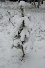 Young Christmas tree in the snow during a snowstorm