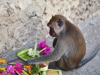 Affe bedient sich an Opfergaben vor einem Tempel in Indonesien