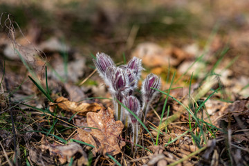 Morning walk through the woods in search of dream grass, the city of Boyarka. Kiev region. Ukraine. 03. 29. 2020