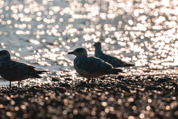 bird on beach
