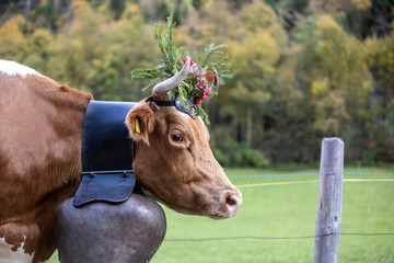 beautiful cow close up in Switzerland