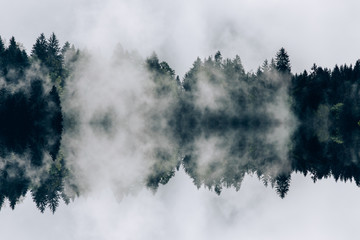 Abstract image with foggy forest that looks like sound-waves. 