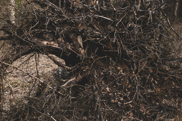 Dark spooky occult pagan witchcraft ritual legend forest roots branches texture. Photo wallpaper...