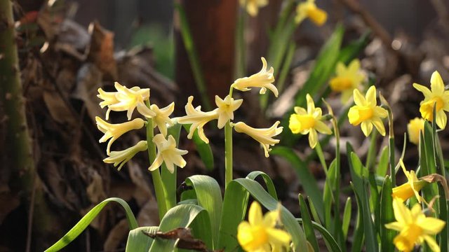 Yellow blooming hyacinths and daffodils. Low angle. Beautiful spring background with copy space. Spring sunny day in the forest. Close up, shallow depth of the field.