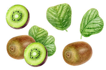 Kiwi fruit set watercolor isolated on white background