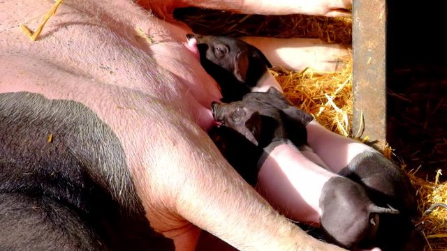 Ferkel saugen Milch an der Muttersau