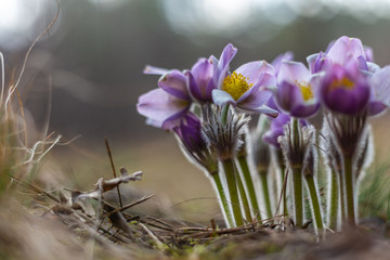 Morning walk through the woods in search of dream grass, the city of Boyarka. Kiev region. Ukraine. 03. 29. 2020