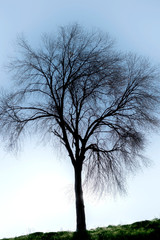 Lonely mystic tree on the hill.