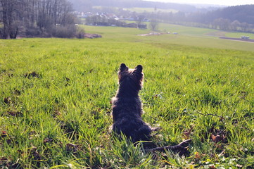 Yorkshire terrier sitting in grass looking at landscape