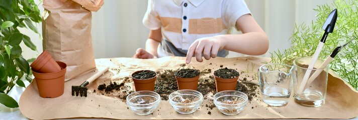 Plant seeds of micro greens beetroot coriander cabbage. The child points at the flower pots with the ground.