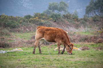 Naklejka premium Free roaming cow with a bell