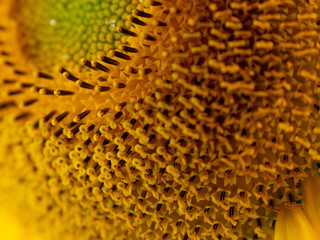 słonecznik pszczoła makro 
