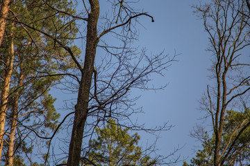 Morning walk through the woods in search of dream grass, the city of Boyarka. Kiev region. Ukraine. 03. 29. 2020