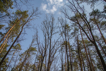 Morning walk through the woods in search of dream grass, the city of Boyarka. Kiev region. Ukraine. 03. 29. 2020