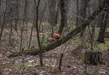 Morning walk through the woods in search of dream grass, the city of Boyarka. Kiev region. Ukraine. 03. 29. 2020