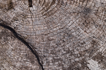 Fototapeta premium Old wooden texured surface closeup. Moss and relief on surface. Stock photo of old wooden pattern of aged boards with moss. Brown and gray colors on photo.