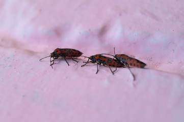 A lot of redbugs on pink wall with blurred background.