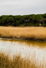 Po Delta Interregional Park, Emilia Romagna