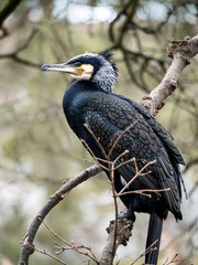 Kormoran auf Ast