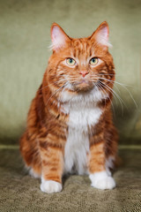 A photo of Kurilian bobtail cat