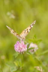 An orange butterfly on wildflower on soft green blurred background.