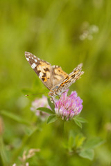 An orange butterfly on wildflower on soft green blurred background.