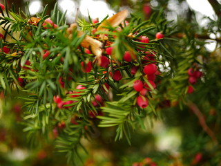 Yew fruits in the autumn on a beautiful rich branch.