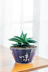 Close up haworthia limifolia in ceramic pot on table