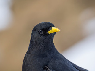 Alpendohle Nahaufnahme Kopf