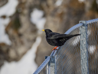 Alpendohle auf zaun