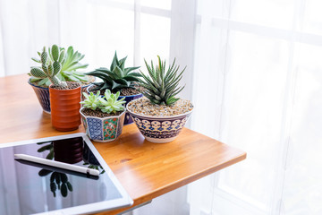 Working at home with touch pad and succulent plants on the table